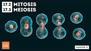 IGCSE Biology  Mitosis and meiosis 172 173 [upl. by Quirk548]