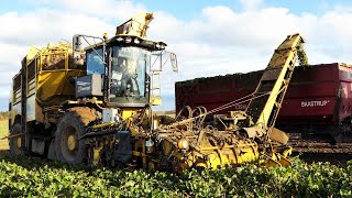 Sugar Beet Harvest 2023  Ropa Panther 1  New Holland  Deutz Fahr [upl. by Sadirah715]