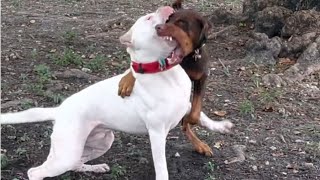 Doberman attack on dogo Argentino 🔥😱 [upl. by Kort]