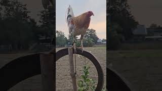 Two beautiful roasterytshorts chicken chikenshorts trendingshorts buhayprobinsya philippines [upl. by Malliw]