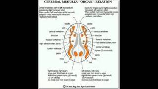 LA CURA DEL CANCER quotLA NUEVA MEDICINA GERMANICAquot 1 PARTE [upl. by Almira620]