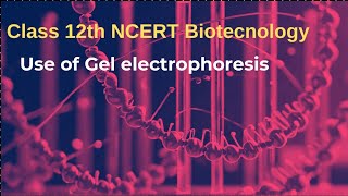 Use of Gel Electrophoresis Explained Perfectly for 12th Grade Biotech Students [upl. by Kingdon193]