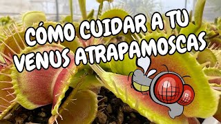 Cuidado y Mantenimiento de Dionaea muscipula [upl. by Thalassa5]