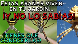 ¡NO TE HARÁN DAÑO Conoce el increíble género arácnido Argiope 🕷️ [upl. by Essirahs]