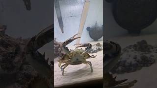 TUBE feeding my crab crab pets aquarium [upl. by Semmes862]