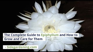 The Complete Guide to Epiphyllum Plants amp How to Grow and Care for Them [upl. by Anailuig]