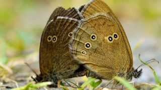 Mating Ringlets Aphantopus hyperantus  Brauner Waldvogel bei der Paarung Ƹ̵̡Ӝ̵̨̄Ʒ [upl. by Jairia]