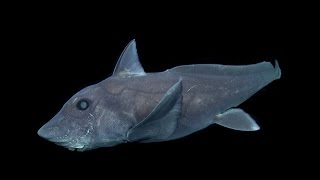 The pointynosed blue ratfish Hydrolagus trolli [upl. by Dde790]