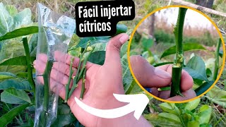 🍋 ASÍ DE FÁCIL SE INJERTA UN LIMONERO QUE PRENDA  INJERTO DE CÍTRICOS [upl. by Maggie557]