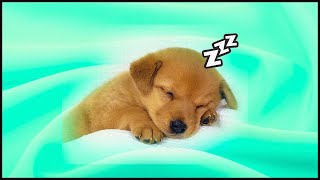 💤 MÚSICA para DORMIR y RELAJAR a PERROS en 5 MINUTOS  SIN ANUNCIOS Y FUNCIONA ✅🐶 [upl. by Jarus]