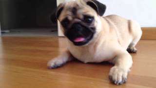 Cute and Crazy Pug barking and playing with a bottle [upl. by Kubetz207]