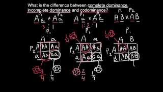 Complete Incomplete Dominance and Codominance  difference explained [upl. by Hayyifas]