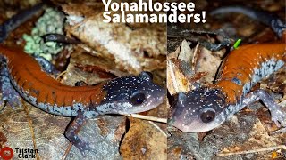 Night Hiking For Insanely Beautiful Salamanders [upl. by Blisse]