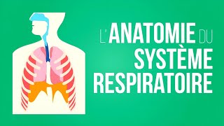 ANATOMIE HUMAINE🩺 ANATOMIE DE L APPAREIL RESPIRATOIRE 🫁 [upl. by Aneer]