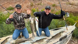 Lake Mead Is Drying up The Fish Are Starving Catch Clean Cook with Sin City Outdoors [upl. by Nelehyram553]