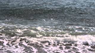 Mackerel on Chesil Beach [upl. by Nehcterg]