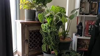 Time Lapse Video of Calathea Zebrina Drooping leaves to upright again Indoor Tropical Plants [upl. by Arodnahs]