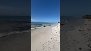 See Weed Beach…Florida Keys florida keys has Crocodiles beach ￼ [upl. by Perlman]