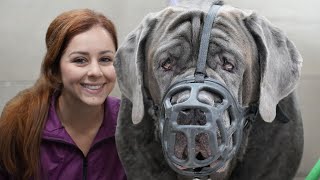 180lbs Neapolitan Mastiff with a bite history [upl. by Brit]