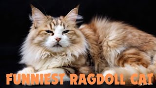 Floppy Frenzy Ragdoll Cats Funniest Moments  Cat Videos [upl. by Soraya]