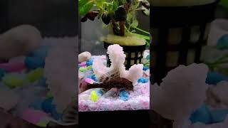 Günlük akvaryum gelişim videosu karides lepistes salyangoz aquarium aquarius vatoz zebrq [upl. by Annuahsal]