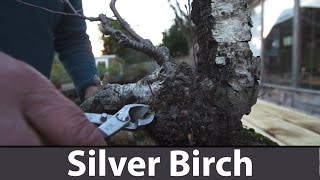 155 Silver Birch Bonsai Winter Pruning  Bonsai Trees For Beginners Series  MaKe Bonsai [upl. by Igiul]