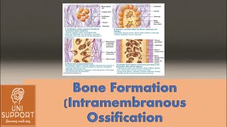 Intramembranous Ossification  Formation of Bone  Flat Bone Formation [upl. by Cerveny902]