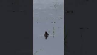 Little grebe dabchick birdyoutubeshorts birds nature [upl. by Hannavahs]