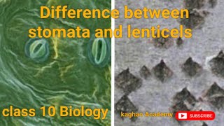 comparison between stomata and lenticelsclass 10 Biologylife gaseousexchangekaghanacademy4742 [upl. by Julee]