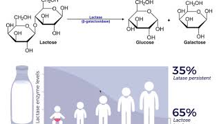 Lactase amp the Mechanism of Lactose Intolerance [upl. by Stallworth]