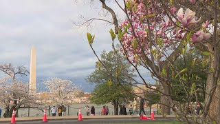 Cherry Blossom Festival underway at Tidal Basin [upl. by Meredeth]