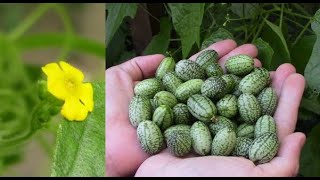 Faire pousser du concombre du Mexique  Growing Mexican Cucumber [upl. by Stefanie230]