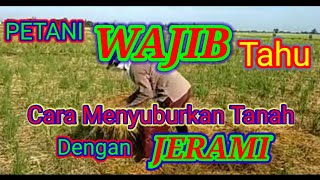 Cara Membuat Kompos dari Jerami Padi Di Sawah bag 3 [upl. by Ahsemaj]