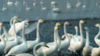 Garzon y Collazos  Los cisnes [upl. by Zobkiw]