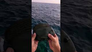 surgeonfish catchandrelease fishing [upl. by Herculie540]