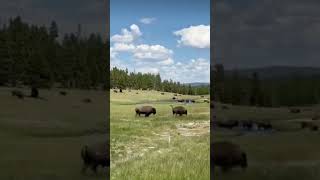 Touroans yellowstonenationalpark yellowstone bison tourism yellowsand [upl. by Doscher]