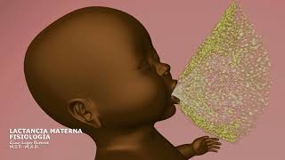 Fisiología Lactancia Materna  Breastfeeding Physiology  3D Animation [upl. by Lardner]