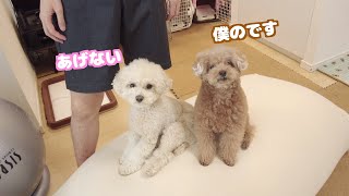 お気に入りのヨギボーをパパが持っていこうとしたら全身で阻止する愛犬がこちら [upl. by Adil849]