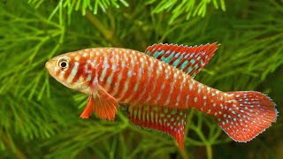 Killifish Simpsonichthys Santanae [upl. by Annaira]