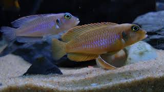 Lamprologus Ocellatus Gold ve Blue [upl. by Ednutey]