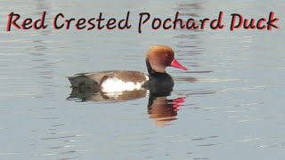 Red Crested Pochard Duck swimming in the Pond  Bird Sightings  Nature Videos [upl. by Acnairb112]