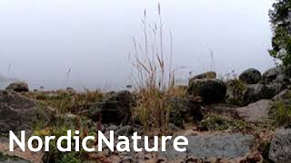 Foggy Baltic Sea 360 foghorn sounds from a distance Nordic coastline [upl. by Cela]