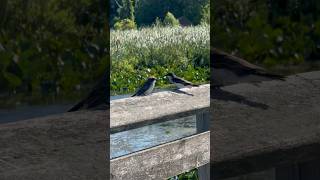 Birdwatching in the marshlands of Point Pelee National Park the southernmost point of Canada [upl. by Eanerb]