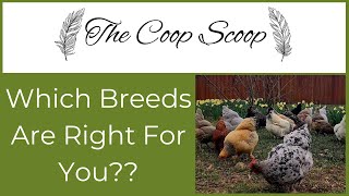 Compatible Chicken Breeds For a Mixed Flock [upl. by Izaak]