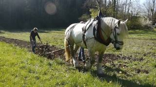 charrue au cheval de trait [upl. by Muncey581]