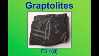 Graptolites [upl. by Ardek]