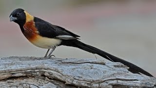 Burung Master  LongTailed Paradise Whydah Vidua Paradisaea [upl. by Josey]