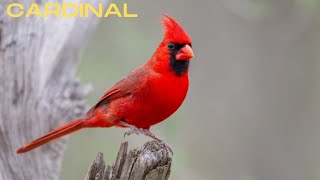 cardinal sound cardinal bird call northern cardinal soundsshorts [upl. by Onabru]