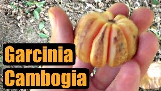 FRESH Garcinia Cambogia Review  Weird Fruit Explorer Ep 157 [upl. by Croner414]