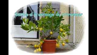 Sortie dhivernage du citronnier  Monjardindansleslandes [upl. by Shetrit]